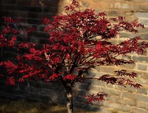 傅作義院子的紅楓