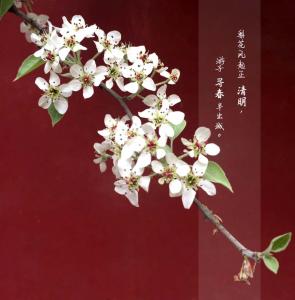 紅墻外的梨花