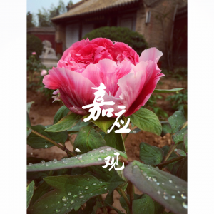 嘉應(yīng)觀的牡丹花1