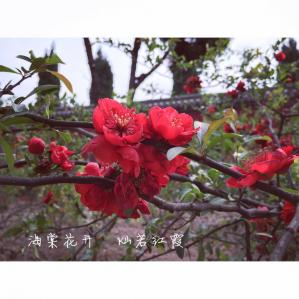 嘉應(yīng)觀海棠花