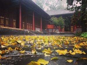 中大殿的銀杏2